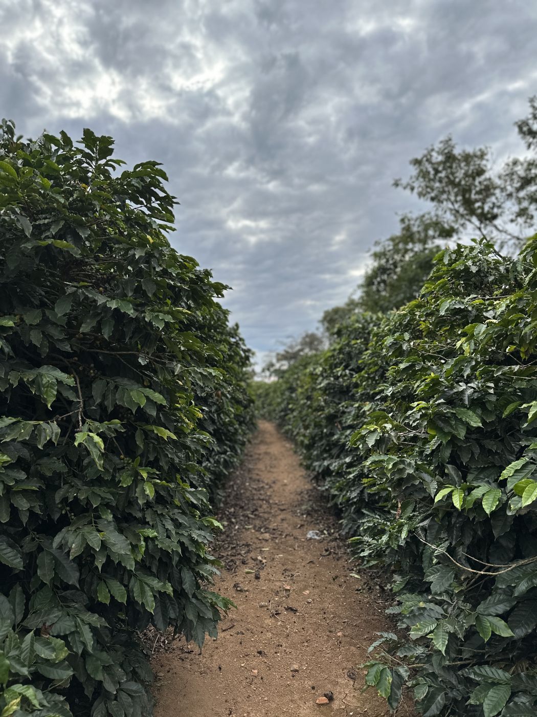Sendero entre cafetos de altura en Huehuetenango, Guatemala