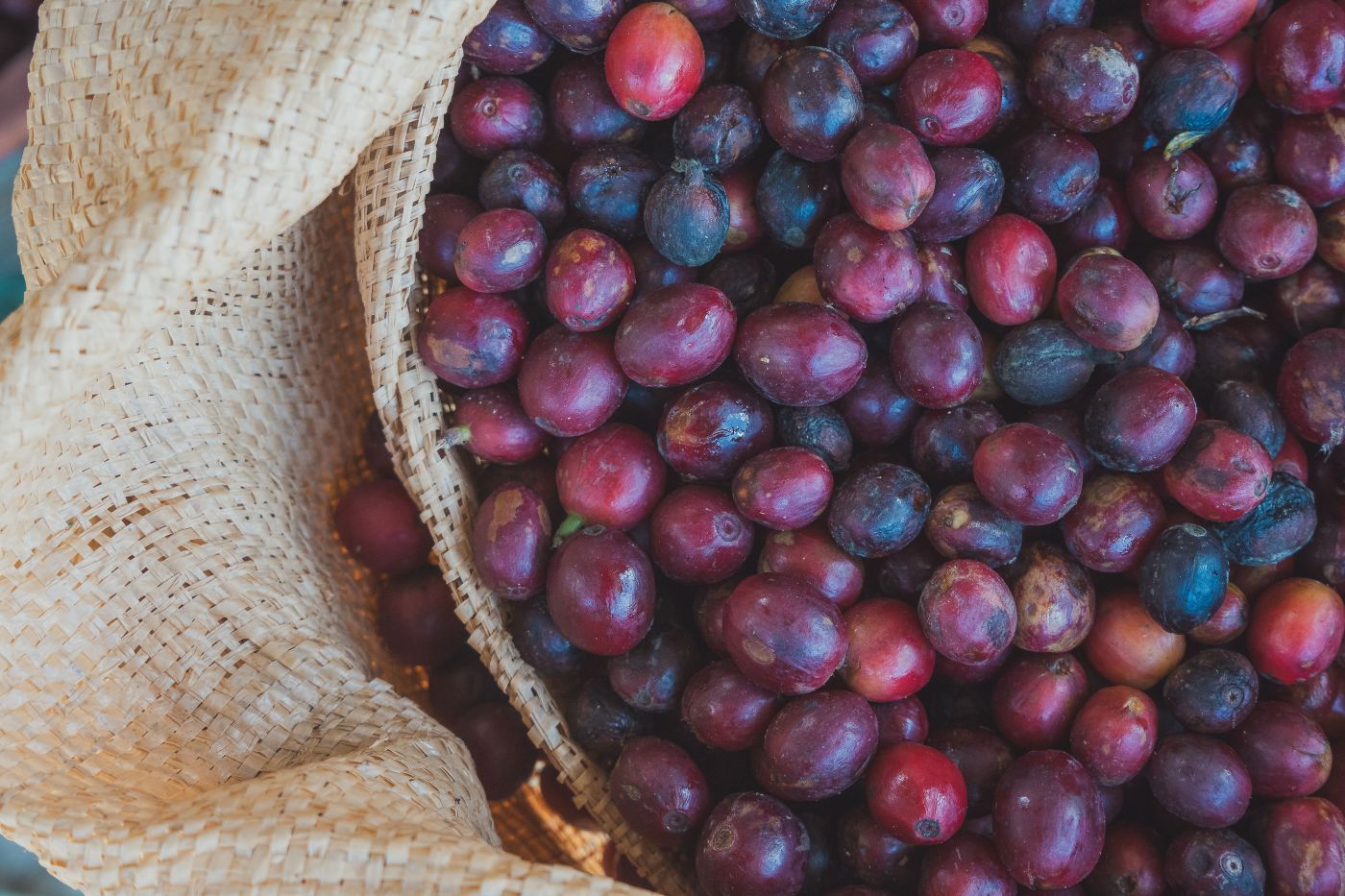 Cerezas de café maduras recién cosechadas en Finca Los Manantiales, Jutiapa