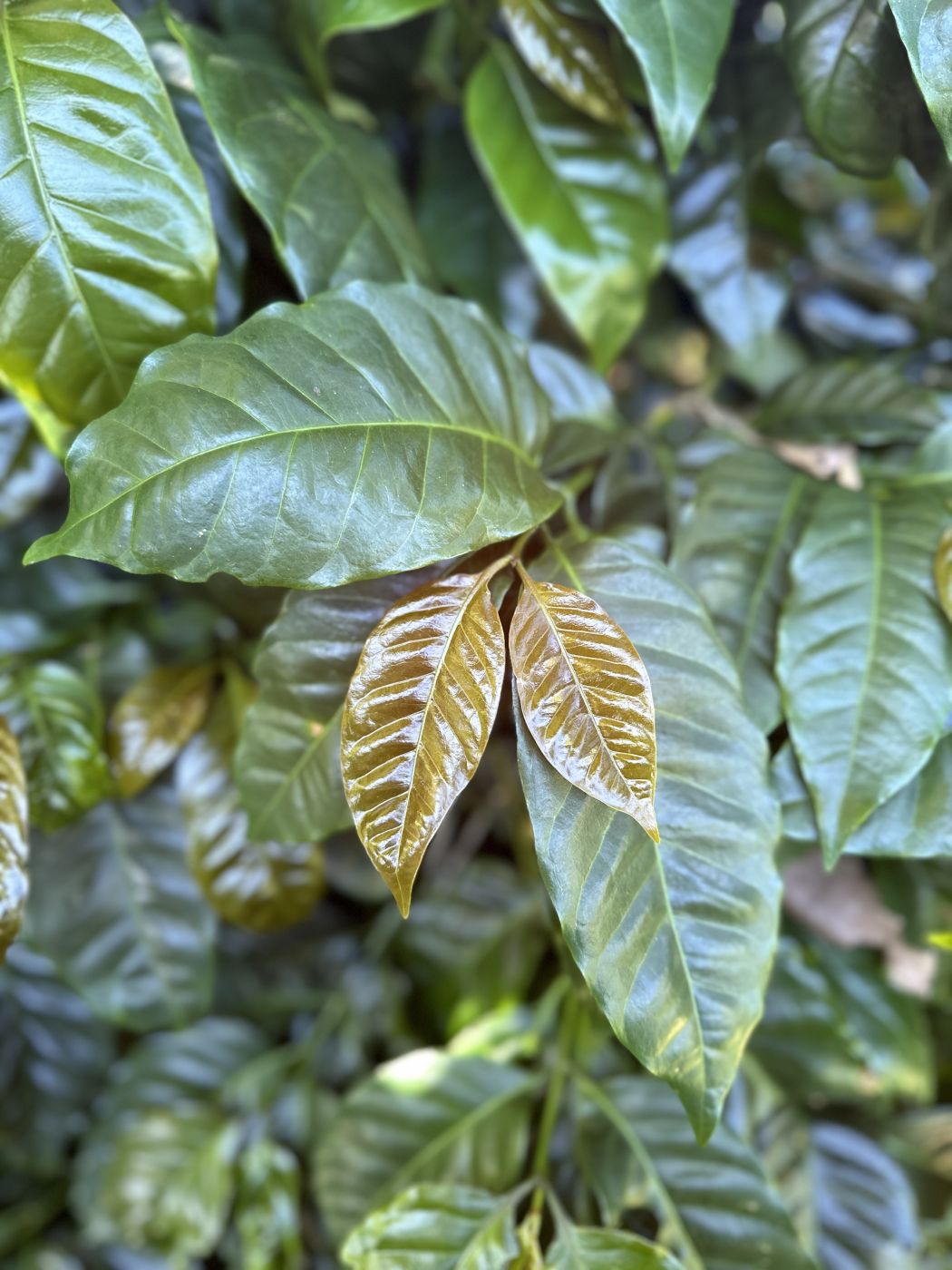 Follaje de cafetos en Finca Los Manantiales, región Nuevo Oriente de Guatemala