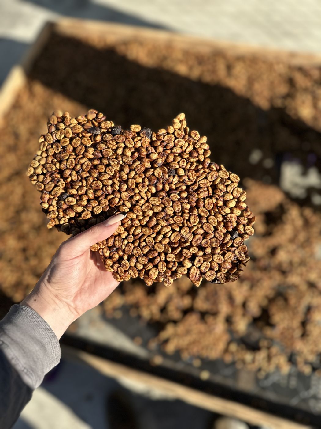 Café de proceso natural secándose en camas africanas en Finca La Senda, Acatenango