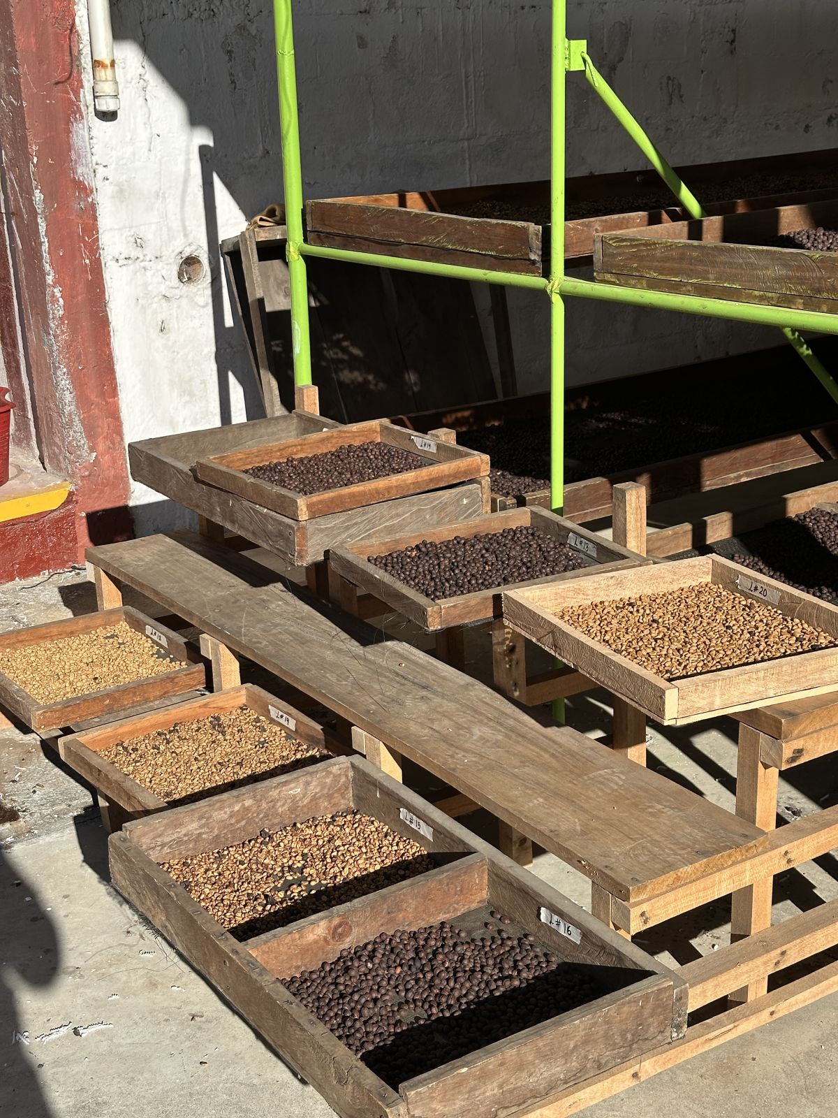 Bandejas de secado con distintos procesos de café en la tostaduría de Cafés del Altiplano