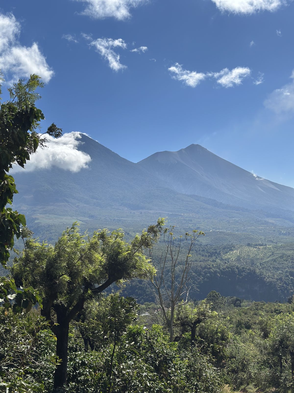 Volcán de Fuego y Acatenango vistos desde los cafetales de Finca La Senda, Guatemala