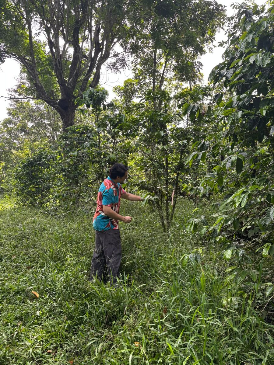 El Dr. Alexis Salazar inspeccionando cafetos en campo