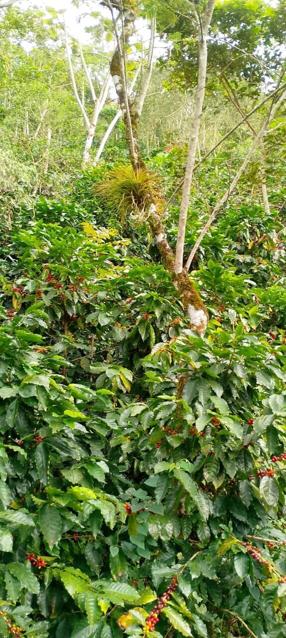 Cafetal agroecológico bajo sombra con cerezas maduras en la Sierra de Zongolica