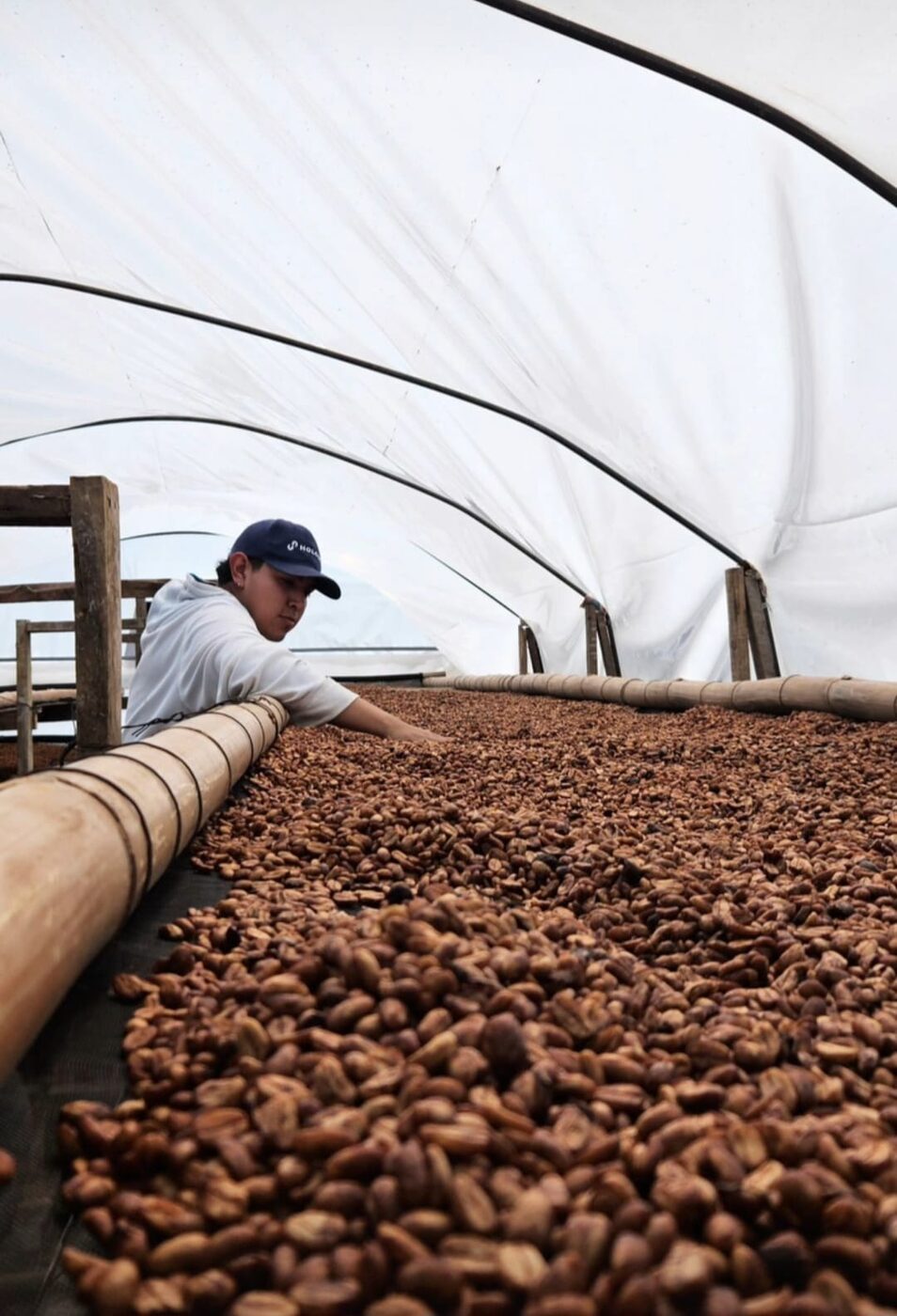 Secado del café en camas africanas bajo invernadero